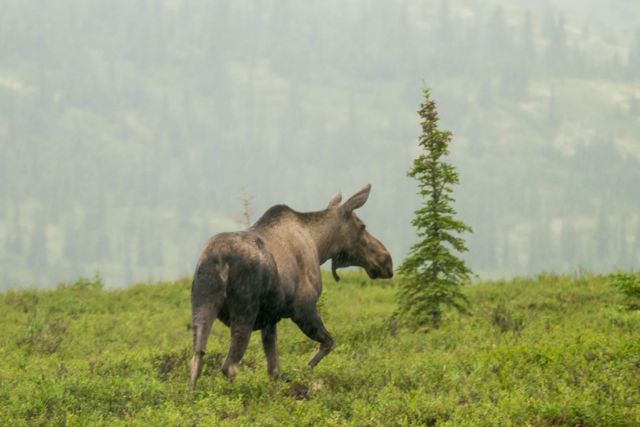 20160720-alaska_3237