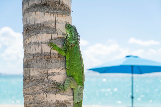 20161206-anguilla20160437