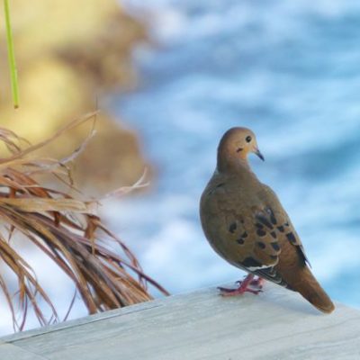 An Anguillan aviary