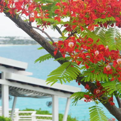 Dining at Malliouhana, Anguilla