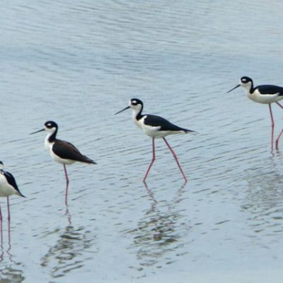 Bird watching with Nature Explorers Anguilla