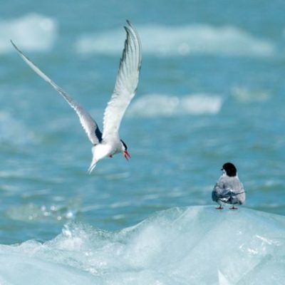 Among the glaciers in Alaska