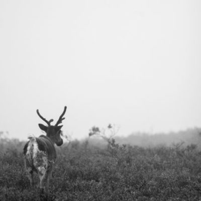 On the park road, Denali