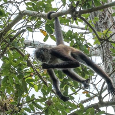 In the trees of Guatemala