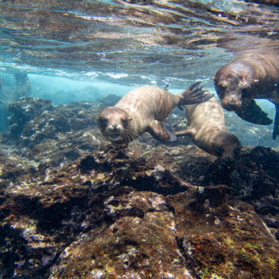 Galapagos aboard the Lindblad Islander II